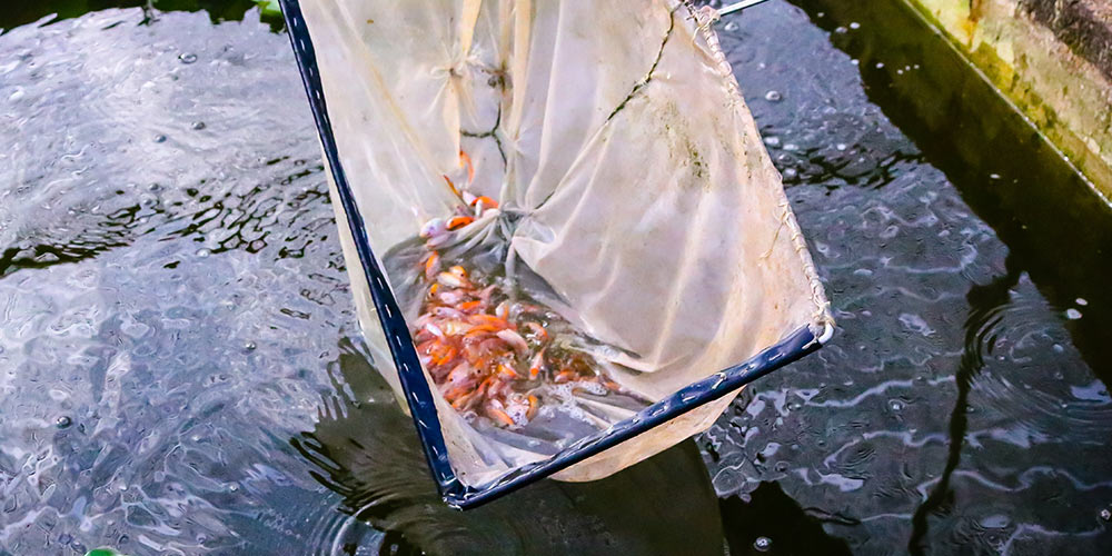 Tilapia Fish Farming black tilapia
