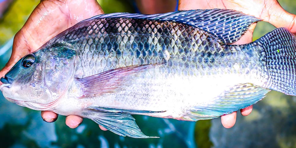 tilapia fish farm